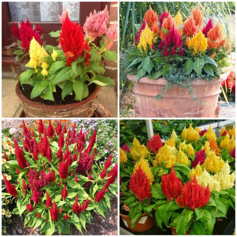 Hạt Giống Hoa Màu Gà Lửa Mix Nhiều Màu | SL: 100 HẠT