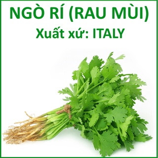 Hạt Giống Ngò Rí ITALY (20g), Rau Mùi