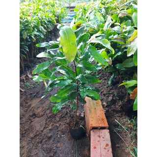 Combo 5 cây mai con quấn rễ (cao từ 20cm đến 25cm)