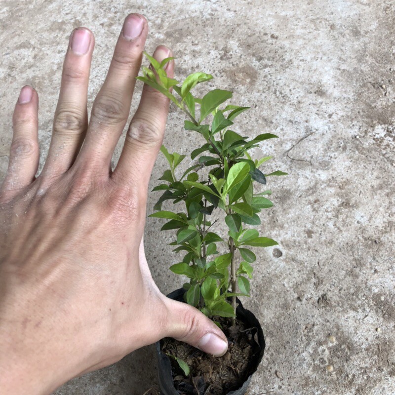 Cây chuỗi ngọc trồng bịch cao 20cm