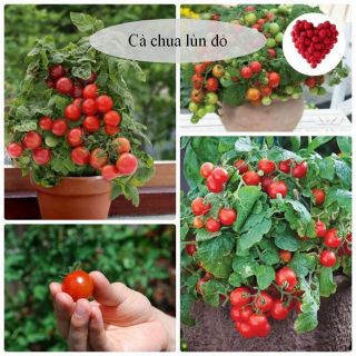 50Hạt Giống Cà Chua Bi lùn Đỏ dễ trồng, thich hợp trồng trong chậu