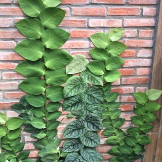 Cây 🌲 Dây cắt kè ♌ leo tường