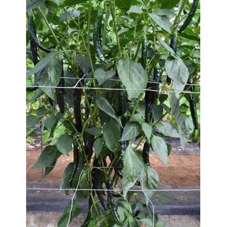 HẠT GIỐNG ỚT CAY XANH ĐEN THÁI ( ớt chỉ địa )