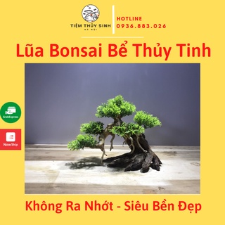 Lũa bonsai, layout bonsai trang trí bể thuỷ sinh, cây bonsai bể thuỷ sinh, bonsai bể cá mini, không nhớt, siêu bền đẹp