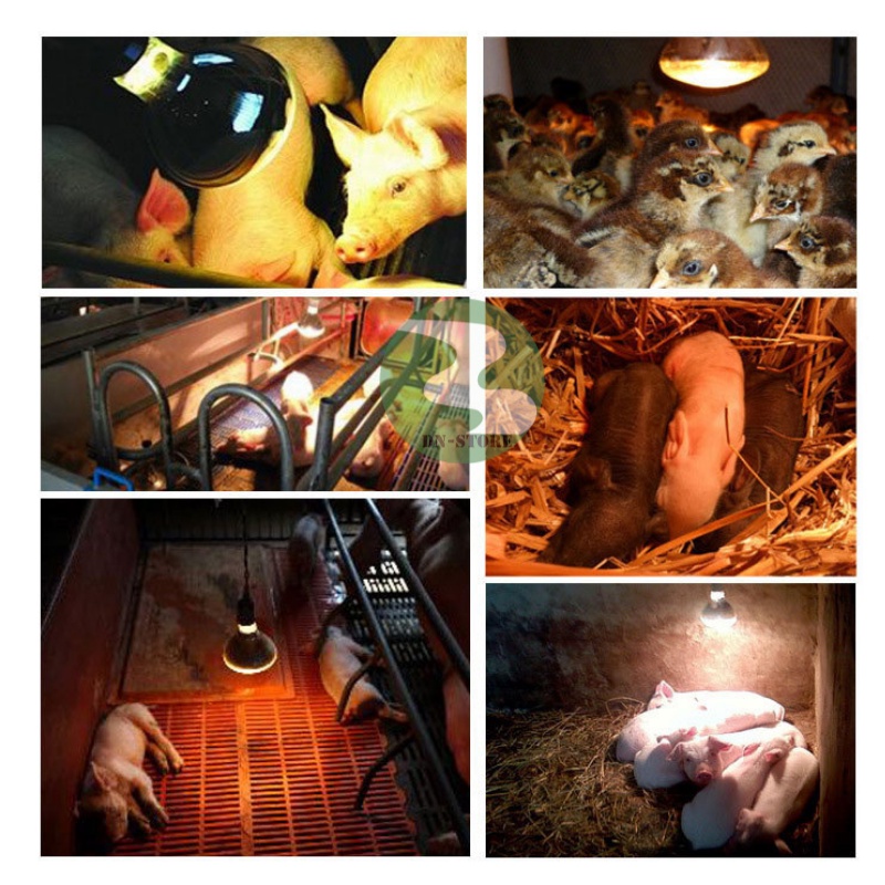 Bóng đèn úm gà con Dương ninh 100w, 150w, 200w, 250w BD60