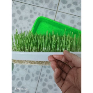 Hạt giống mầm lúa mì/lúa mạch gói 1kg