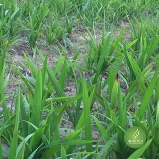 Sâm cau đỏ (1kg tươi) - VTT036