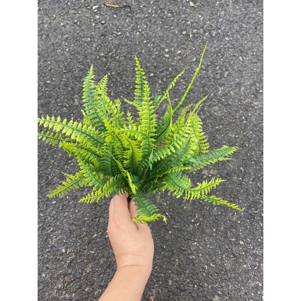 Cỏ dương xỉ cắm điểm chậu hoa,decor trang trí, cắm hoa handmade