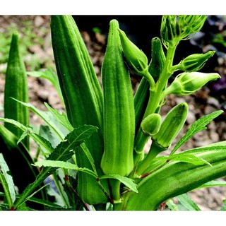 Hạt Giống Đậu Bắp Xanh Siêu Lùn