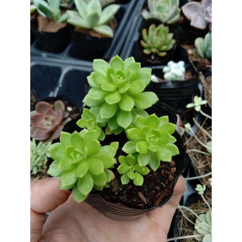 MỘT CHIẾC SEN ĐÁ SEDUM HOA HỒNG XANH size mini 8x8 cm đã thuần khí hậu sức sống cao đẹp