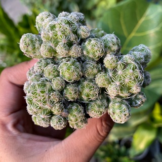 XƯƠNG RỒNG TRỨNG CHIM BỤI SIÊU ĐẸP- TẶNG SỎI