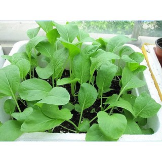 Cải Ngọt Bông Ăn Non RĐ 308
