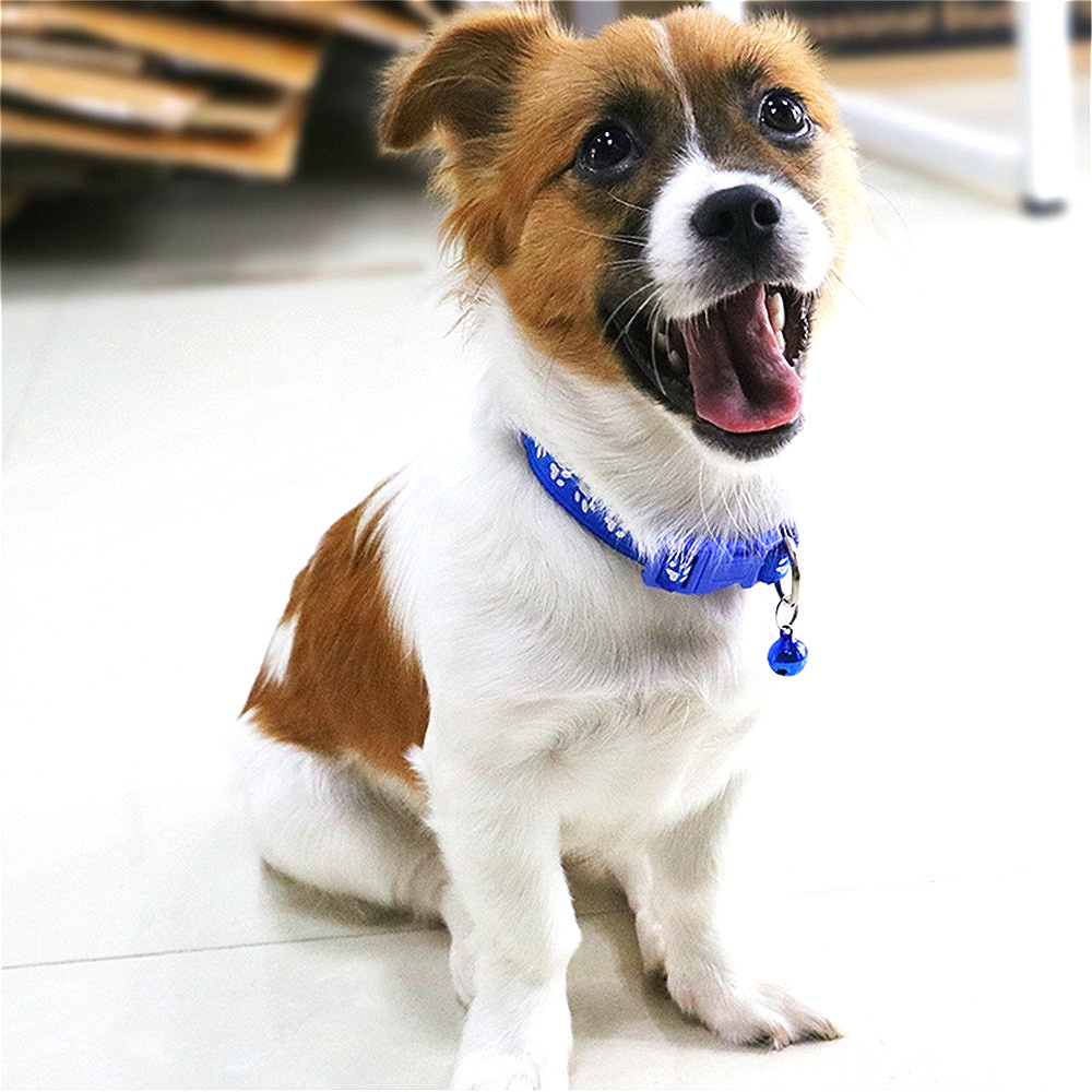 Vòng Cổ Dễ Thương Cho Thú Cưng