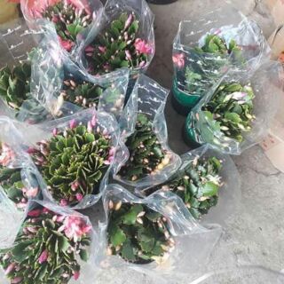 CHẬU LAN CÀNG CUA