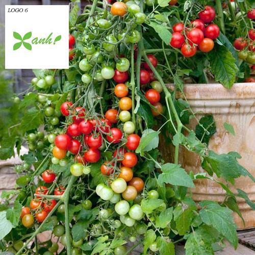 Cà Chua Bi Lùn Đỏ F1 Dễ Trồng Vừa Làm Cảnh Cực Đẹp Ăn Cũng Rất  Ngon