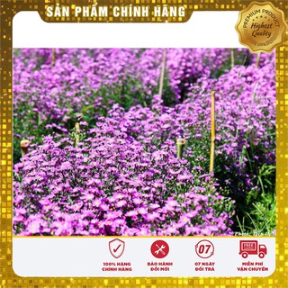 Bộ gói hạt giống Cúc Thạch thảo hồng