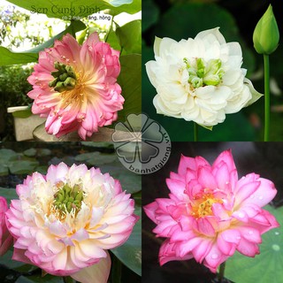100 hạt sen Cung đình