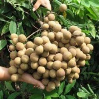 CÂY GIỐNG NHÃN LỒNG KHÔNG HẠT