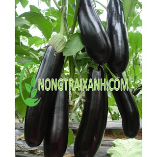 200h - hạt giống cà tím quả dài