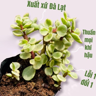 Sen đá đô la size bé thuần khí hậu, siêu xinh, siêu khỏe lỗi 1 đổi 1 - vườn sen đá