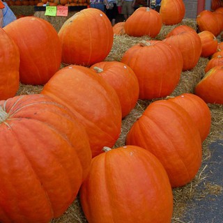 Hạt giống Bí ngô khổng lồ Big Max Pumpkin