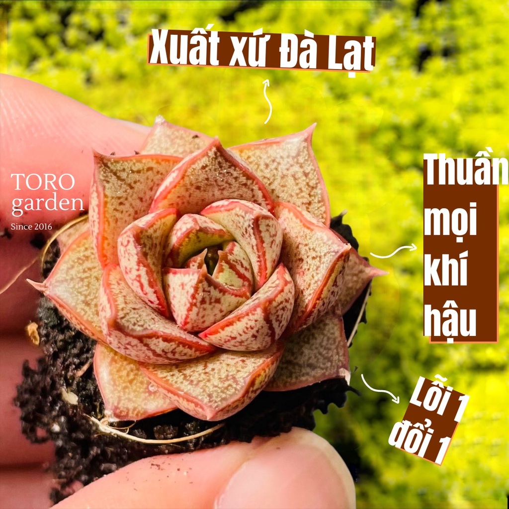 Sen đá hoa hồng đen Đà Lạt size mini cây cảnh trang trí nhà cửa Toro garden