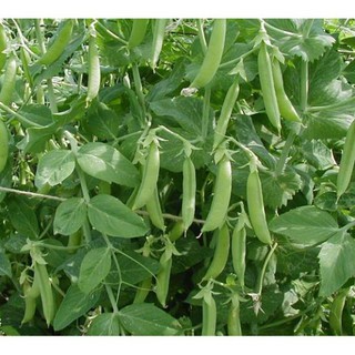 HẠT ĐẬU HÀ LAN - GÓI 20 GRAM