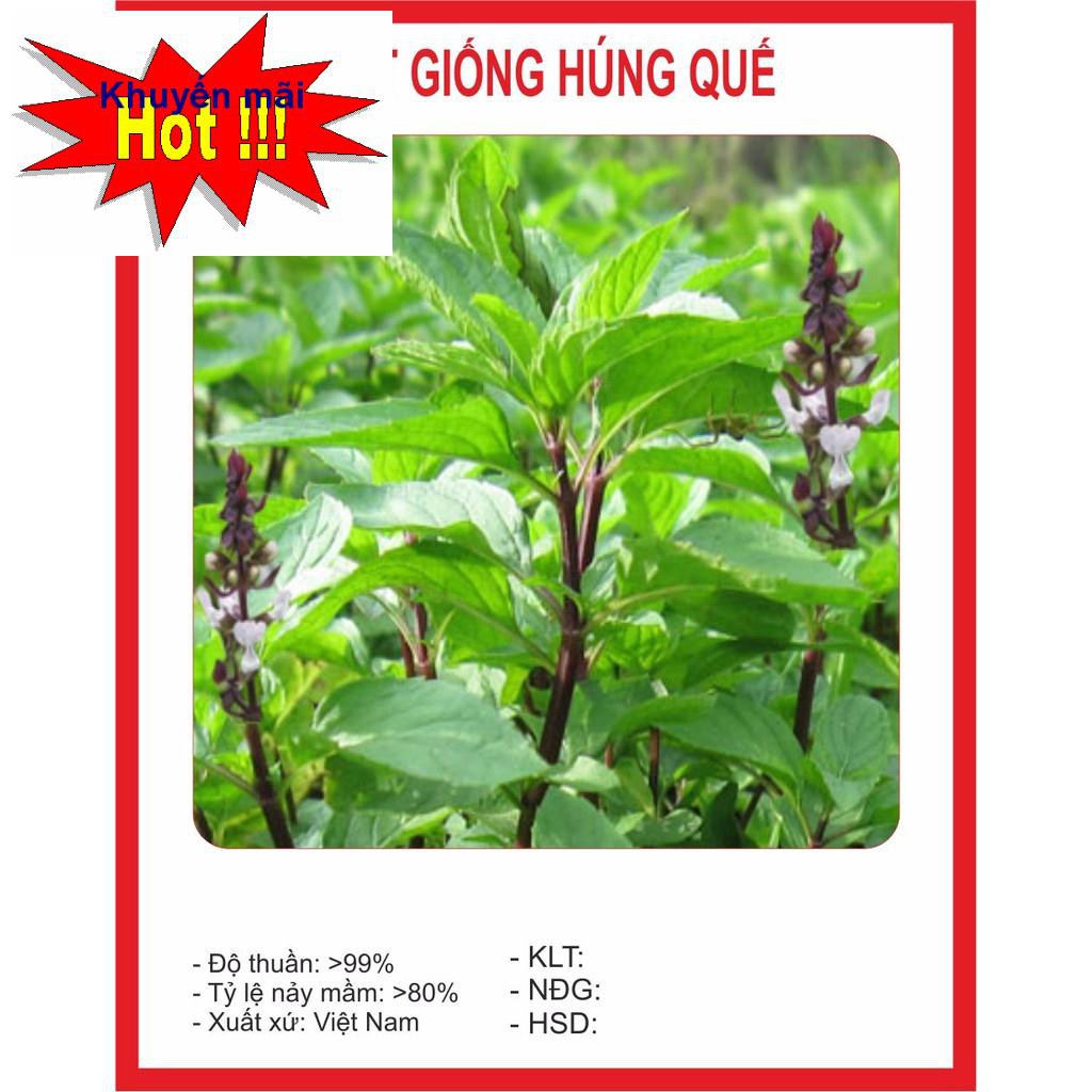 Hạt Giống Húng Quế 2Gram HOA RAU TRỒNG KỊP TẾT