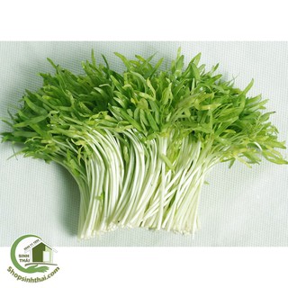 Hạt Giống Mầm Rau Muống Dễ Trồng