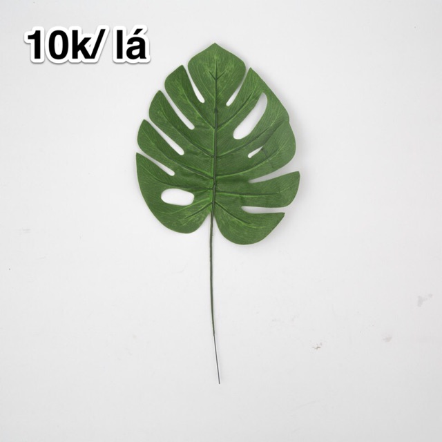 Lá trầu bà Nam Mỹ trang trí