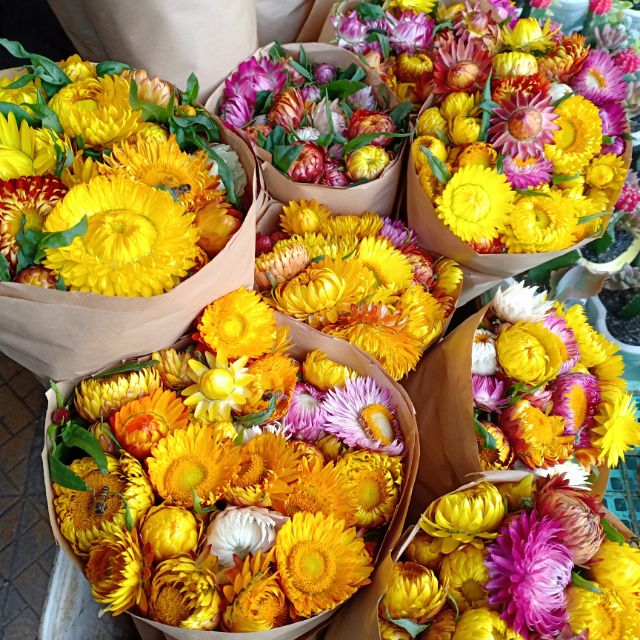 Hoa bất tử khô Đà Lạt