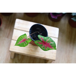Chậu cây Caladium Biocolor - Môn 2 màu (Môn Biocolor)