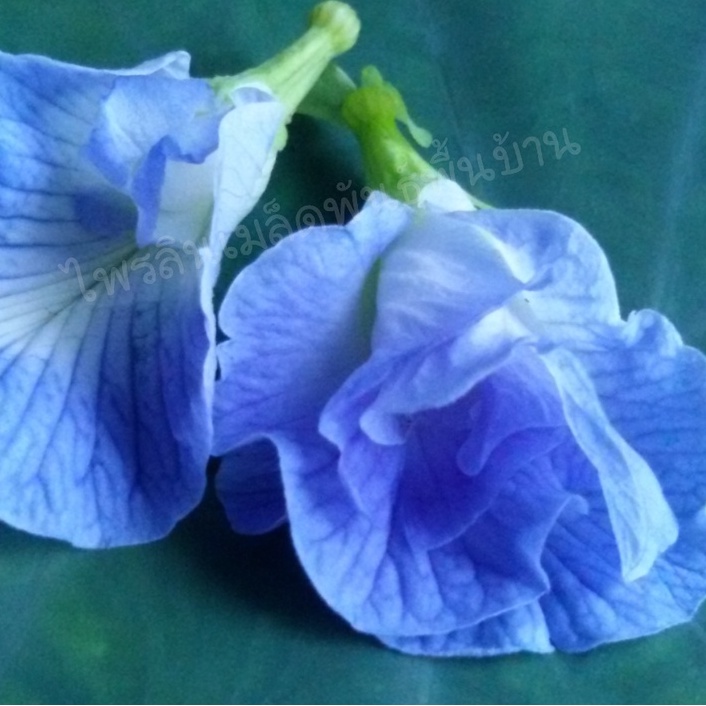Hạt giống Đậu Biếc Cánh Kẹp Màu Xanh Da Trời Blue Sky Nhập Khẩu Nguyên Bao Bì Thái Lan - 10 Hạt
