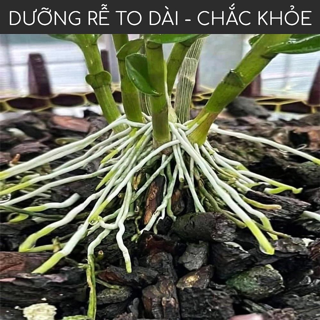 Phân Bón Lá NPK Sinh Học Roost Power  - Phục Hồi Cây, Ra Rễ Cực Mạnh - Dùng Cho Rau Màu, Cây Kiểng, Cây Ăn Trái