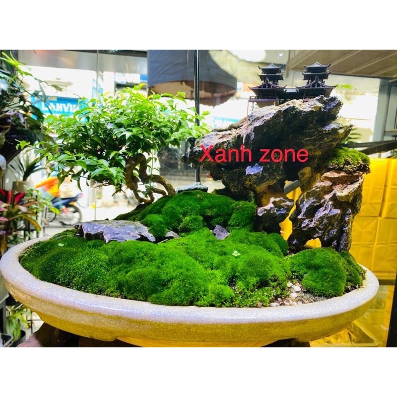 Rêu nhung trải nền hồ bán cạn, rêu đắp bon sai, terrarium, non bộ, tiểu cảnh