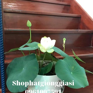 Combo 10 Hạt Sen Mini - Đã Mài Sẵn Đầu Hạt