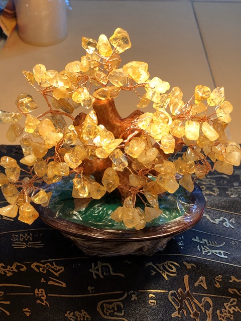 Cây da vàng phong thuỷ mang lại may mắn, tài lộc