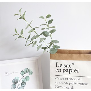Nhành bạch đàn lá nhỏ - Lá giả
