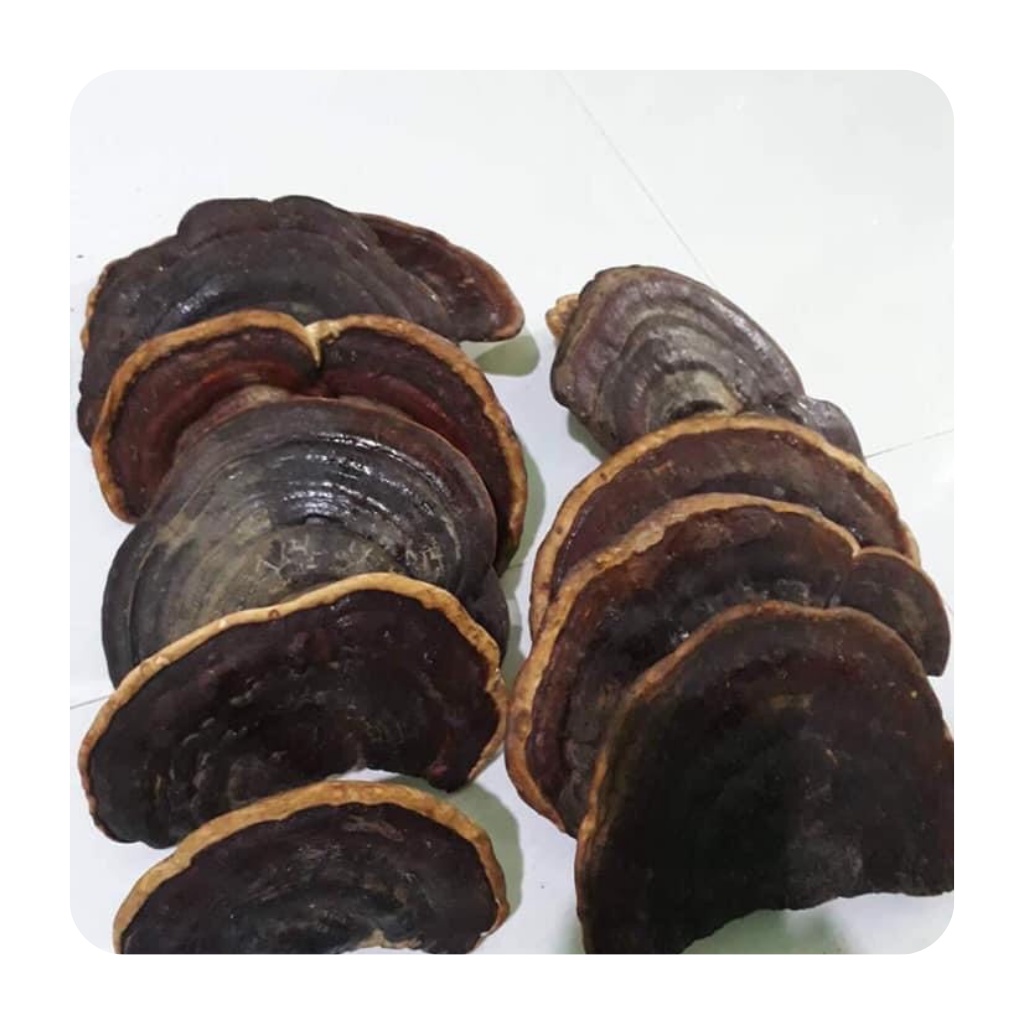 Nấm hồng chi ( nấm linh chi )chuẩn rừng loại to nguyên tai và thái lát tốt cho tim,hỗ trợ huyết áp,gout,tốt cho sức khoẻ | BigBuy360 - bigbuy360.vn