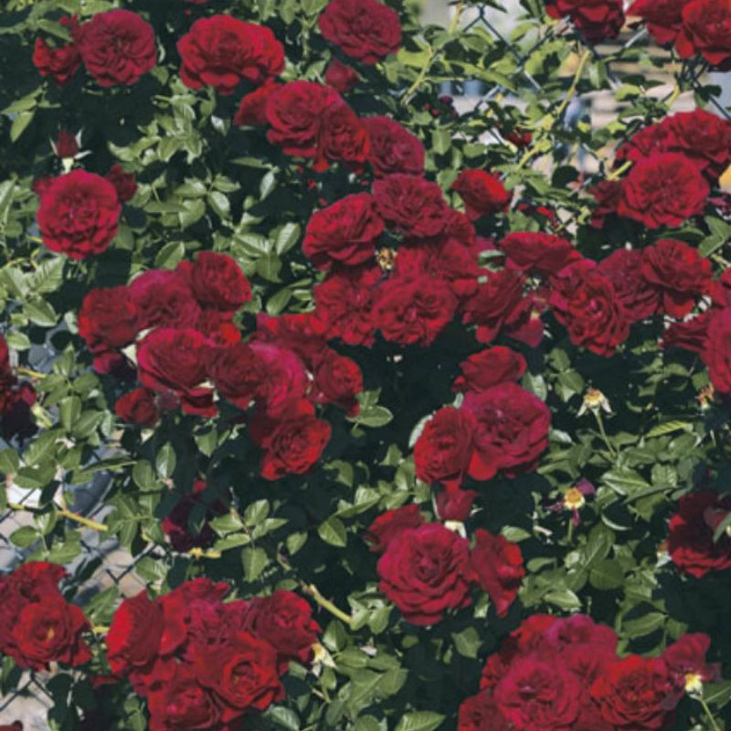 Cây hoa leo hồng ngoại Valentine