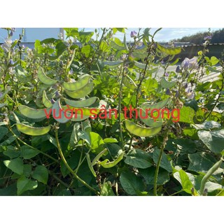 Hạt Đậu Ván Trắng (Số Lượng Tùy Chọn)  Thuần Chủng Trồng Lấy Hạt Không Chất Bảo Quản