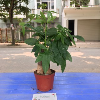 CÂY KIM NGÂN CHẬU NHỰA 3 THÂN