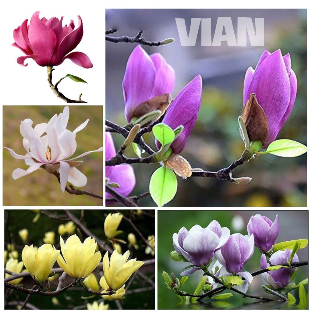 CÂY HOA MỘC LAN TÍM