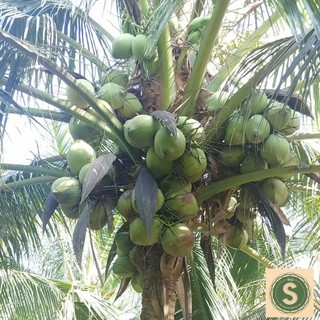 Dừa Sáp Giống - Được Ươm tại vườn Cầu Kè, Trà Vinh