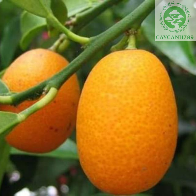 Cây quất mini các loại cao 40 cm (ảnh thật) đang có quả nhỏ.