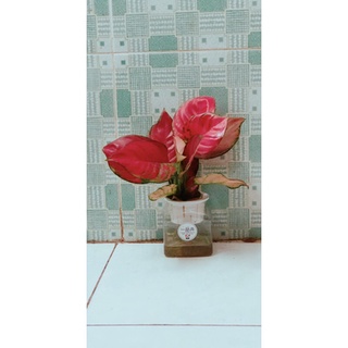 Vạn lộc hồng thuỷ sinh