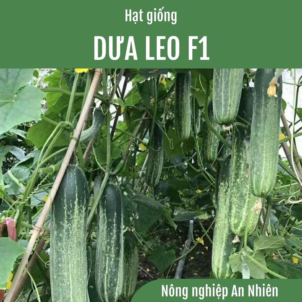 10g Hạt Giống Dưa Leo Dưa Chuột F1 Green Dễ Trồng, Ngọt Giòn