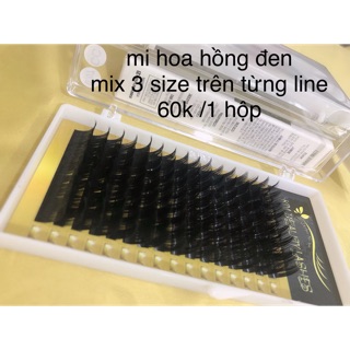 Mi hoa hồng đen - mi sole thái