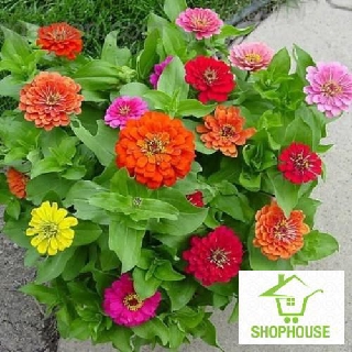 shophouse 40 Hạt giống hoa cúc ngũ sắc ( cúc lá nhám)  SHOP HOUSE  TẾT KHUYẾN MẠI