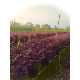 Cây hồng phụng(Ảnh thật số 2)..